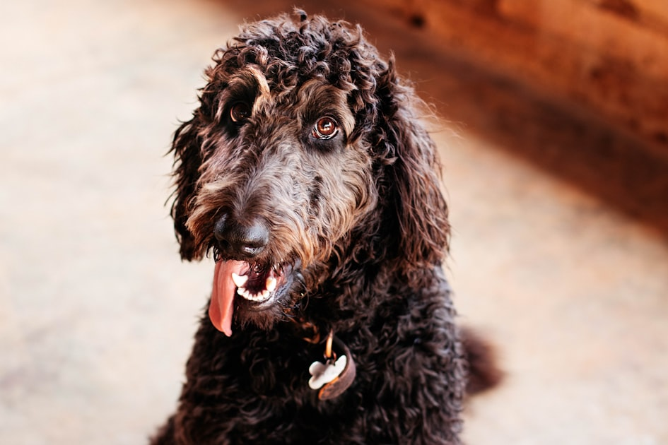 Fun Activities with Murphy Ext 1