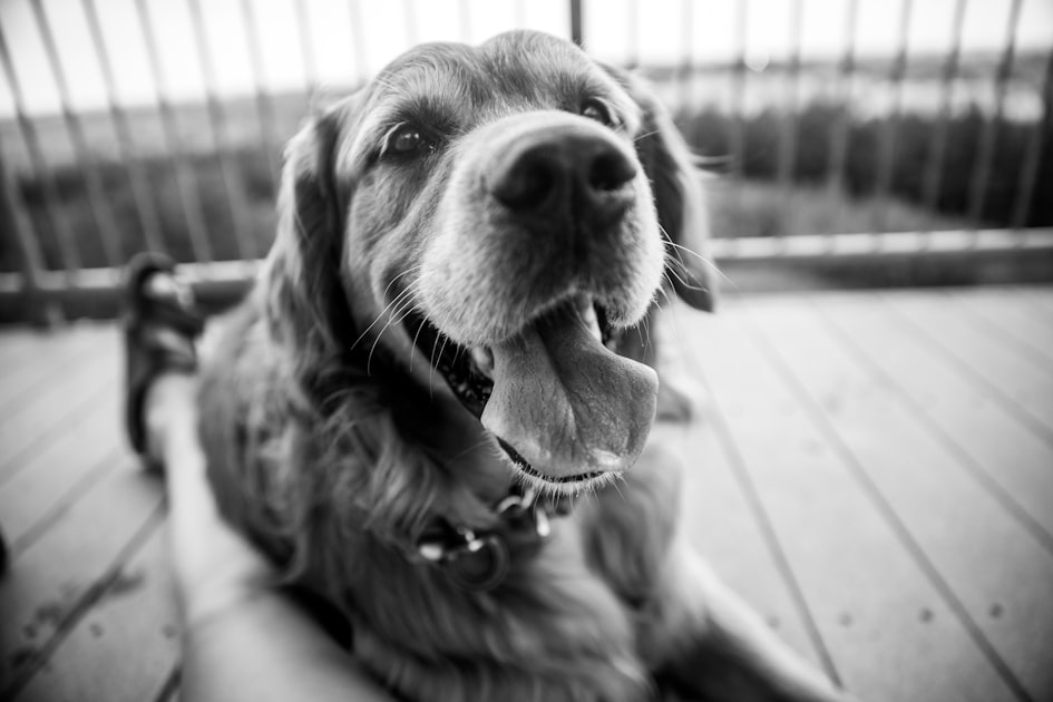 Meet Murphy the Groodle Ext 4