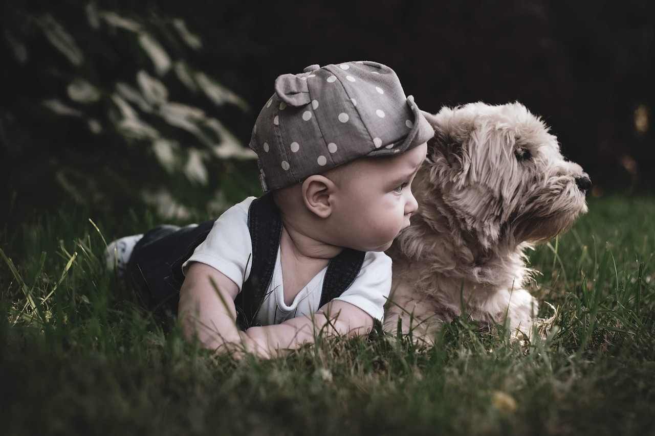 boy, baby, dog, field, child, kid, toddler, childhood, pet, animal, young, friends, nature, puppy, cute, outdoors, portrait